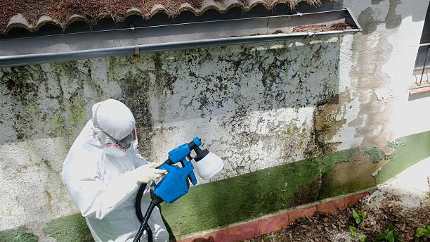 Trusted Crawl Space Mold Removal service in Bradenton Beach, FL - Cheap Mold Removal